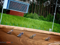 20190525_pardubice_pmakusev_msj_0033